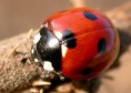 /album/galerie-photos/la-coccinelle-jpg1/